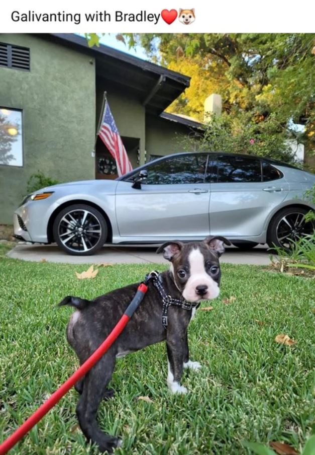 YoYo Leash For Small & Medium Size Dog (10Lbs - 40Lbs)